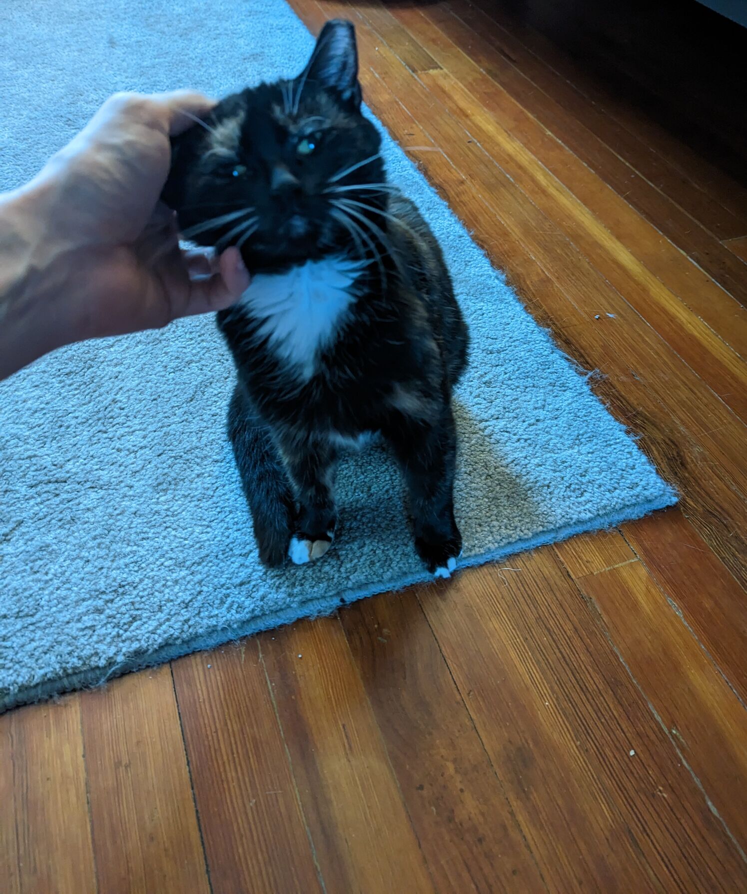 Catpost-Wendy-the-housecat_3.jpg